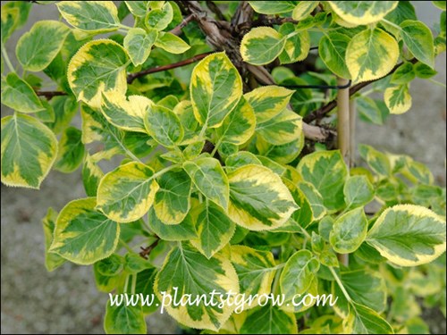 A vine with a nice gold variegation.